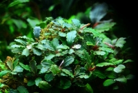 butsefolandra zelenaya volnistaya